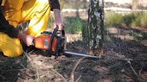 Best Root Management and Removal  in Scottsville, KY