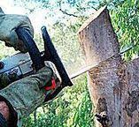 Best Fruit Tree Pruning  in Scottsville, KY