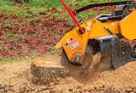 Best Tree Maintenance Programs  in Scottsville, KY