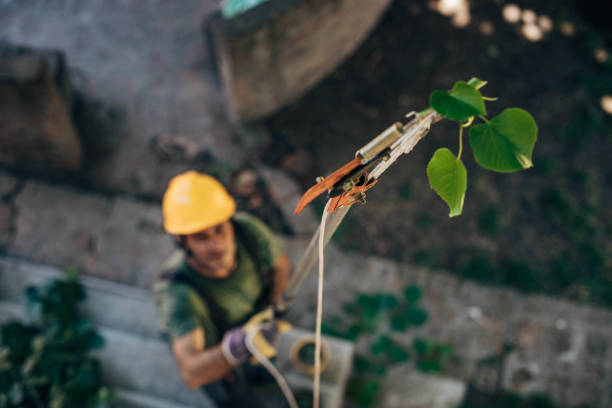 Best Firewood Processing and Delivery  in Scottsville, KY