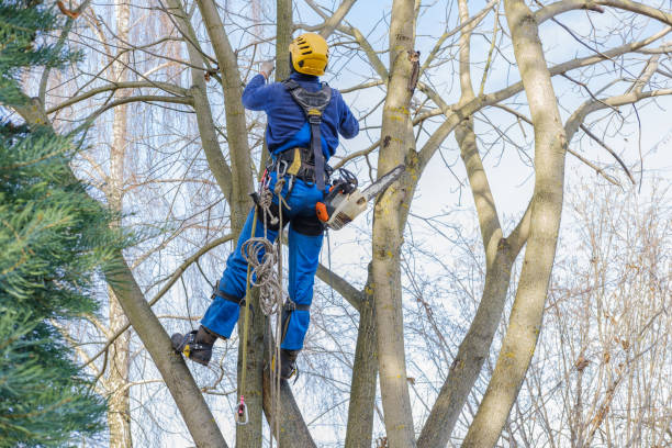 Reliable Scottsville, KY Tree Services Solutions