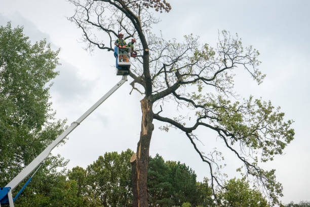Best Tree Health Inspection  in Scottsville, KY