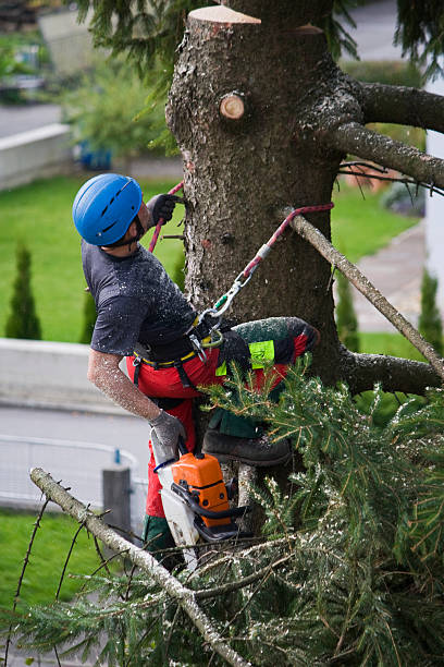 Best Tree Cabling and Bracing  in Scottsville, KY