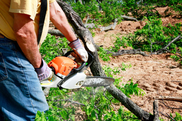 Best Tree Removal  in Scottsville, KY